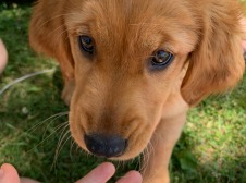 Hand being held out to dog