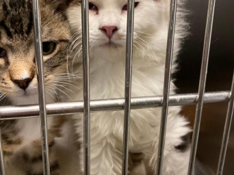 Cats in kennel 